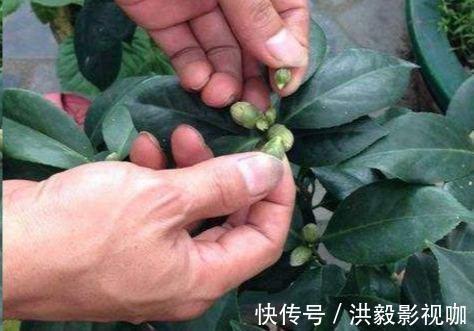 茶花生长，四季有“规律”，秋天这样养，花苞巴掌大，砰砰开大花