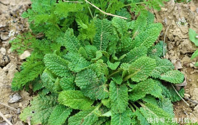 一種野草長得極丑,農(nóng)民見到它就拔掉,現(xiàn)今數(shù)量稀少很珍貴