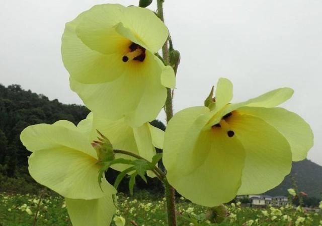 氨基酸|山上一野菜,价格比牛肉贵,曾被吃到濒临绝种,若您看到请珍惜