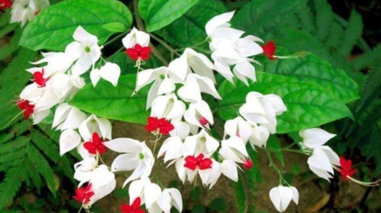 自带香味的几款花卉,家里摆1盆,比香水还好闻,优雅清新