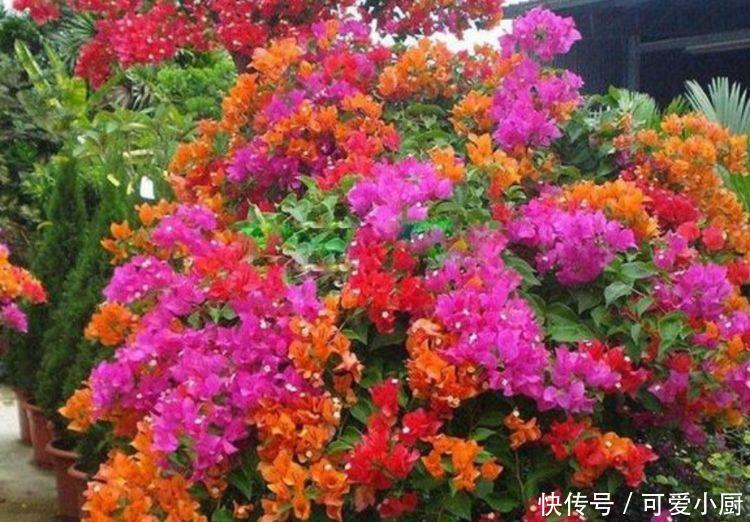 谁见了都喜欢的“4种花”,比牡丹还漂亮,养家里太棒了