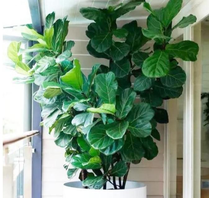 人养花,花也养人,4种花养家里,专吸甲醛、二手烟,快养起来吧