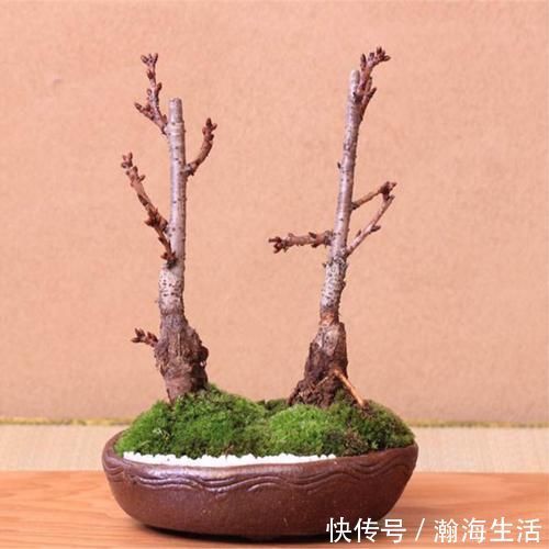 檀香紫檀|老祖宗传下的手艺，用树桩做盆景，极其珍贵，还不来一盆