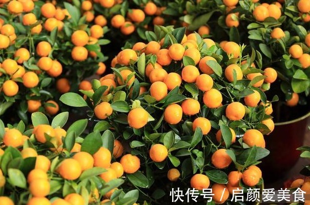 此花被称为“转运珠”,寓意收获和招财,可以让家人更加发财旺运