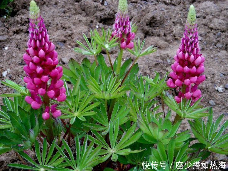 5种漂亮花,好养易活能爆盆,花朵迷人,一茬一茬地开