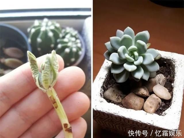 快枯死的绿植在大神手下起死回生,对比图超治愈又励志哇