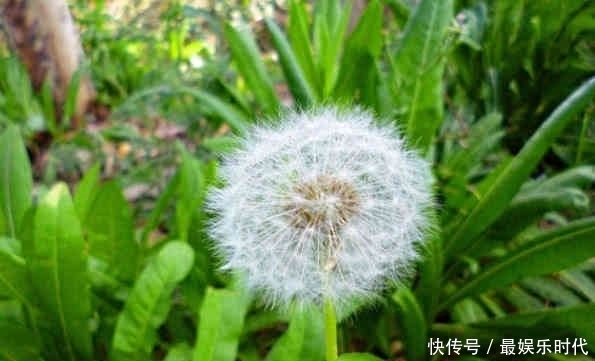 早晚|蒲公英配它天生一对,早晚一杯,色斑淡了,肝也干净,谁喝谁健康
