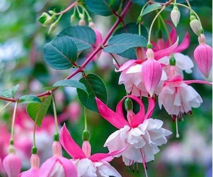 木香花|超漂亮的几种花卉,花朵大花期长,年年开花美翻了