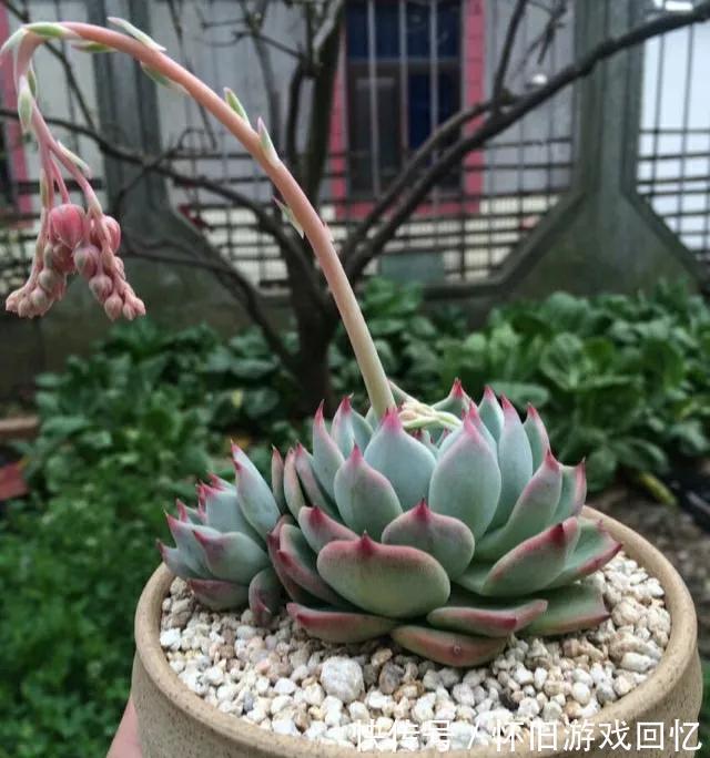 多肉中的美仙子，凭实力排在首榜，不养它是你的损失