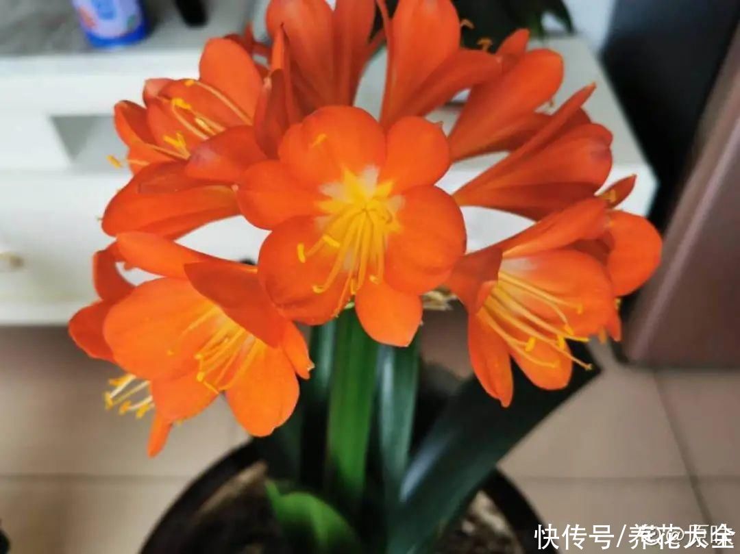 君子兰开完，会有3个“后遗症”，一定要重视