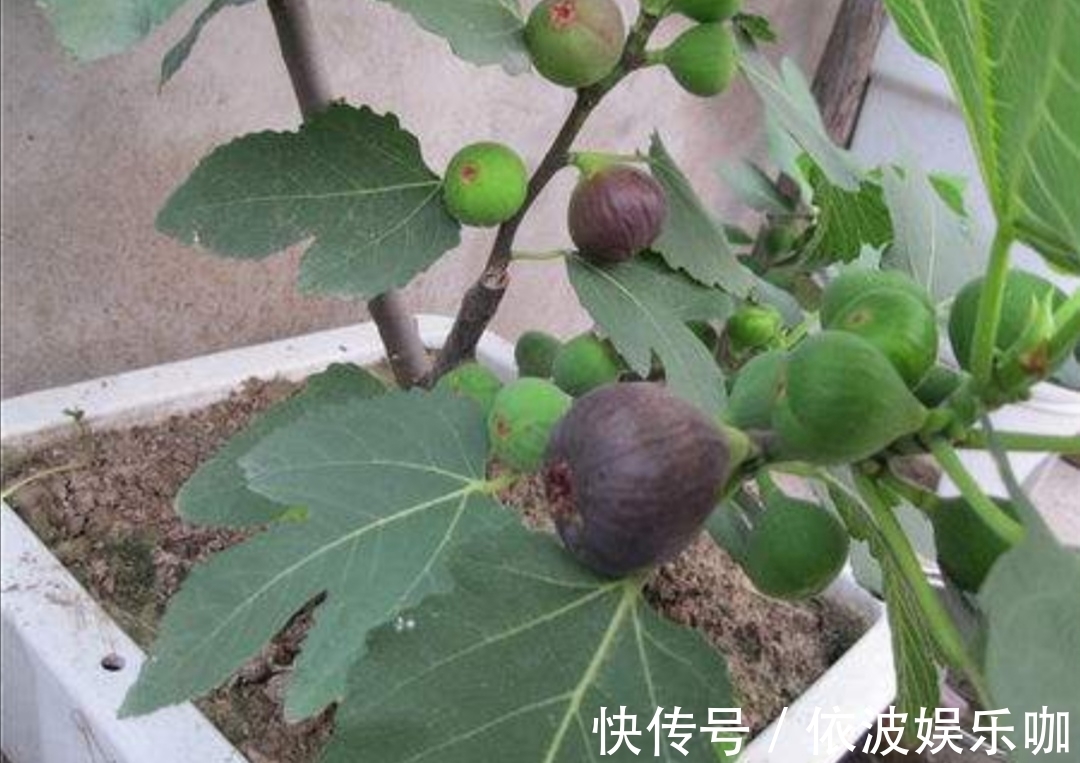 只养花太单调,家中也可以盆栽果树,有3种果树,盆栽结果量大