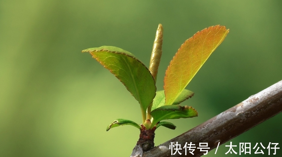 天赋异禀|哪几个生肖的人，天赋异禀，头脑聪明，不做井底之蛙，成长惊人