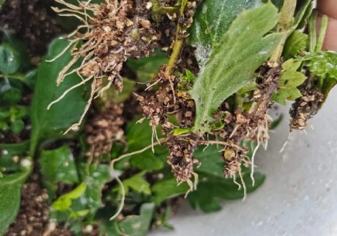 种花|8种花赶紧剃头,剃得越狠,开花越多