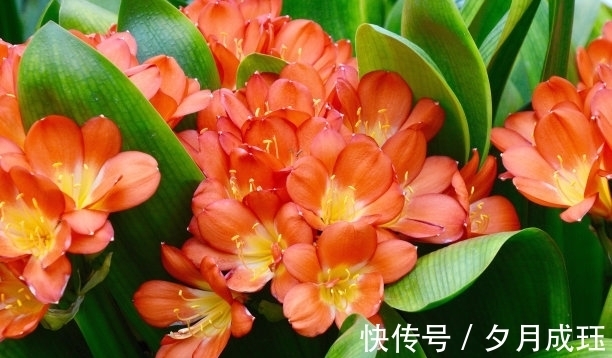 步骤|想让君子兰的叶子绿油油，这4个步骤不要做错