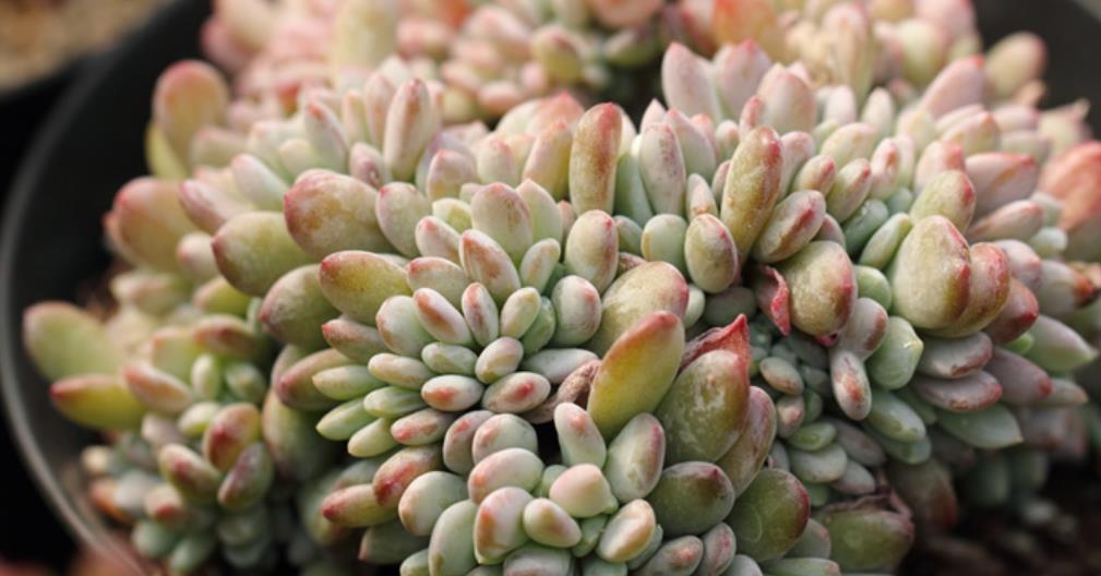 肥厚|7月养盆秋之霜，名字凉爽养护简单，35℃照样红彤彤，养的人不多