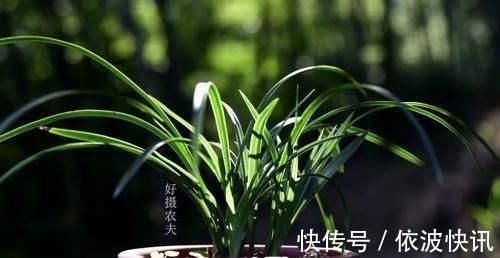 兰友|营养土的自制方法,兰友说:这样就简单了,明天开始做