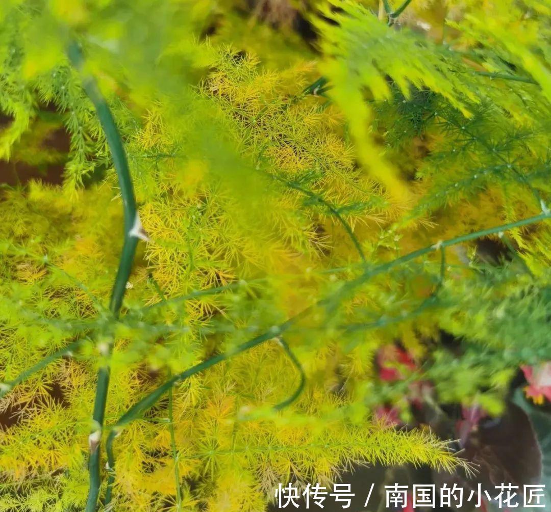 叶片|夏天怕晒的花,赶紧搬到阴凉地儿,再晒成枯杆了