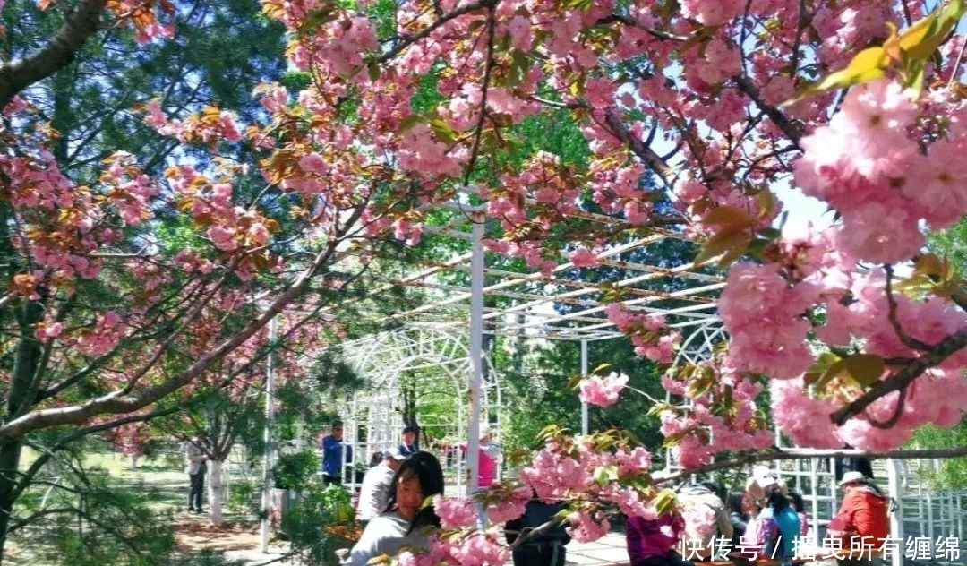 油菜花开正当时，济南植物园已美上天，赶紧约！