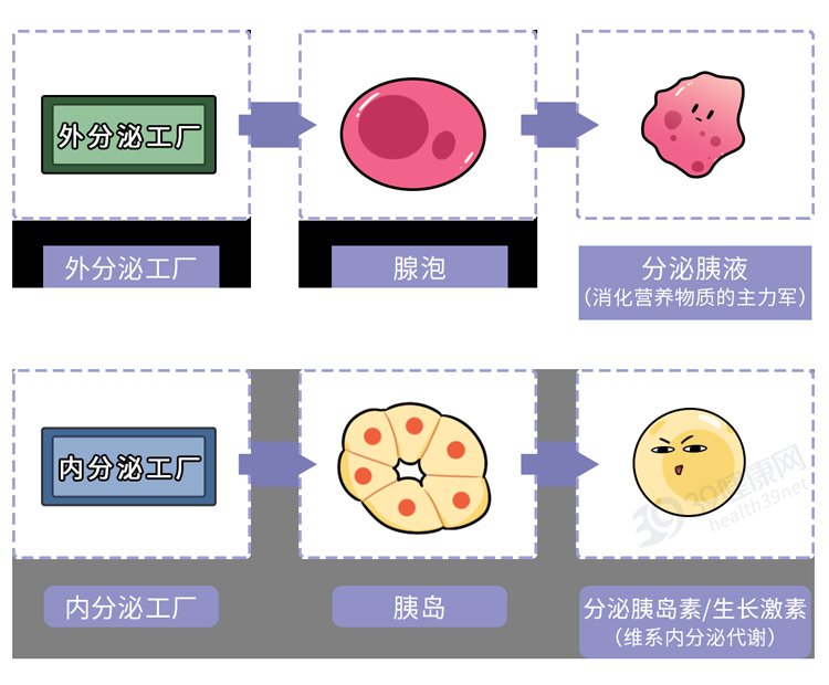 胰腺|癌症之王“胰腺癌”，不要以为是胃病！出现3个症状，及时就医