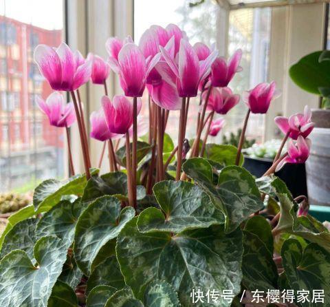 花根|天气热了，这三种花，少浇水，更爱开花