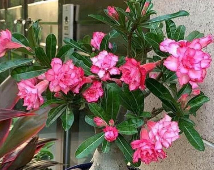 4种花适合新手养，满屋飘香，比香水还好闻，好养又漂亮！