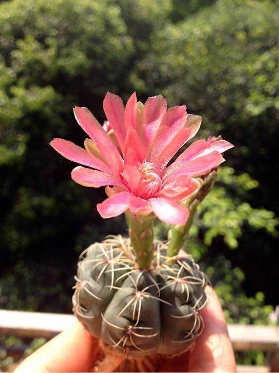 仙人球中的开花“战斗鸡”,5块钱一盆,四季开花不停,值的拥有