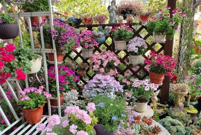 她是个狂热的天竺葵迷，院子里疯狂养了300盆，花团锦簇太养眼