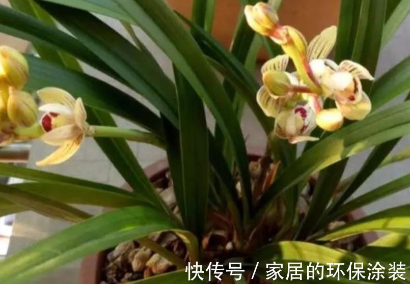 强光|养兰花一定要晒太阳？其实并不绝对，来看看老花匠怎么说