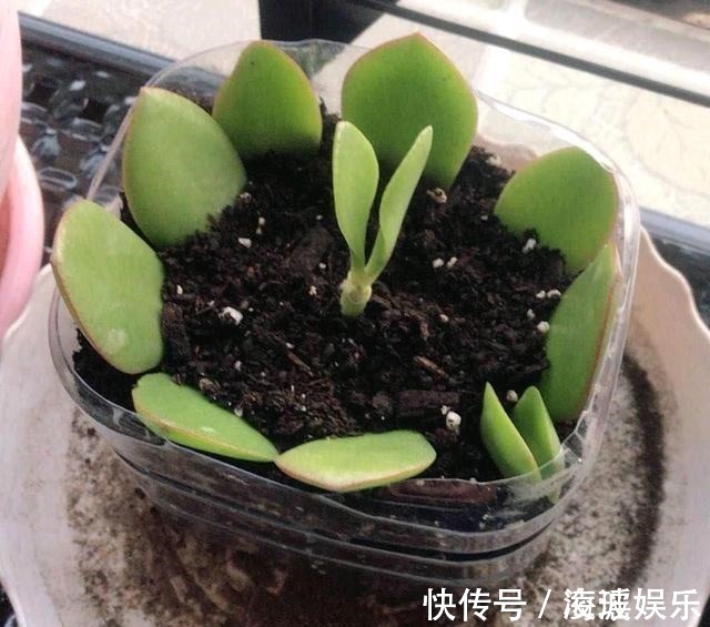 盆栽|这5种花叶子落地便生根,趁现在抓紧繁殖,一个月长成小盆栽