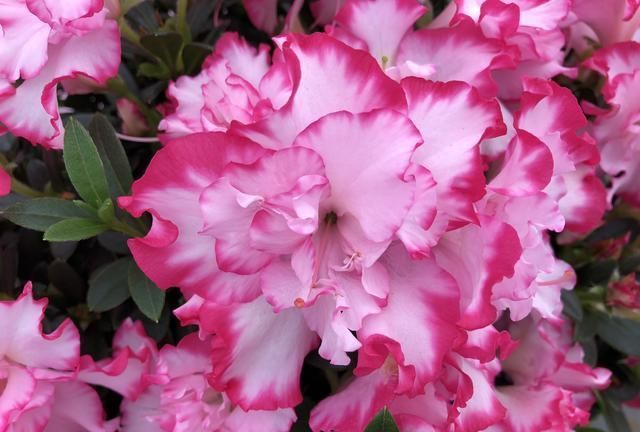 红花花|九月,养花就选这6种,开花美好养活!