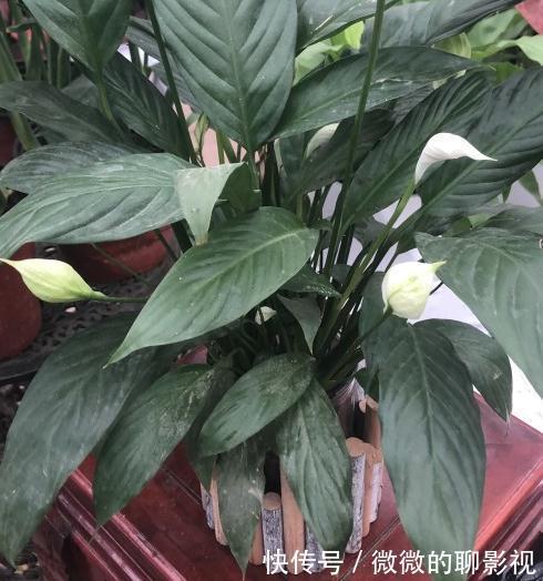 甲醛|9种适合卧室养的花,净化空气吸收甲醛,让你一夜酣睡到天亮