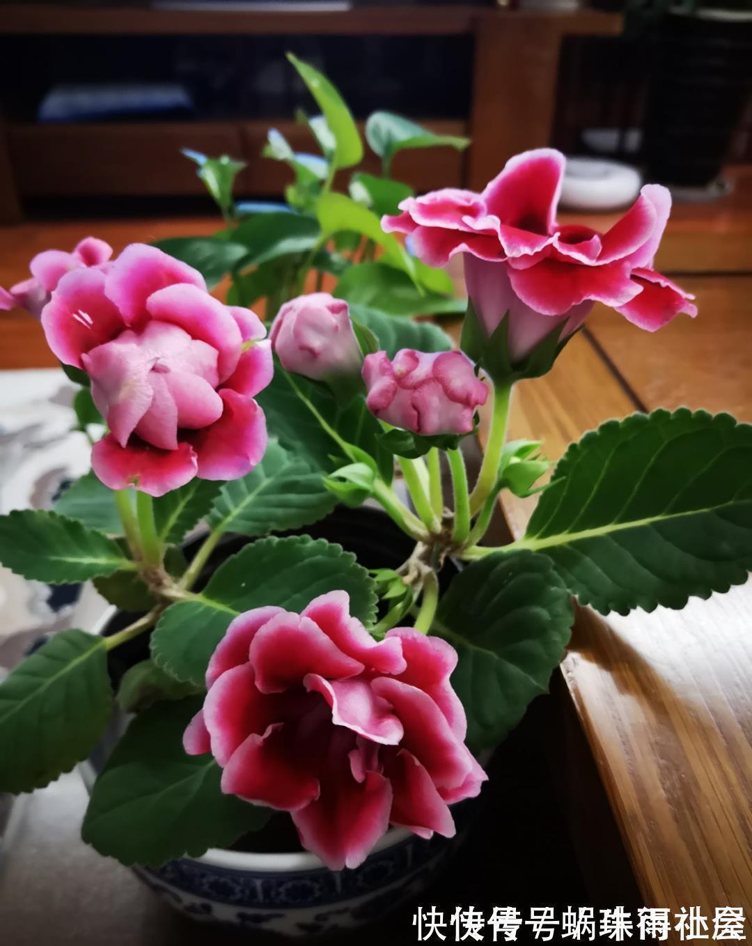 君子兰|30℃以上,10种花就先别养了,买一盆死一盆,别怪我没提醒你