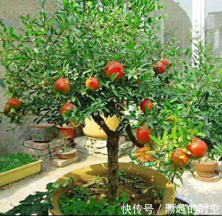 基部|你家盆景石榴不开花、不结果别急,一把剪刀就能解决!