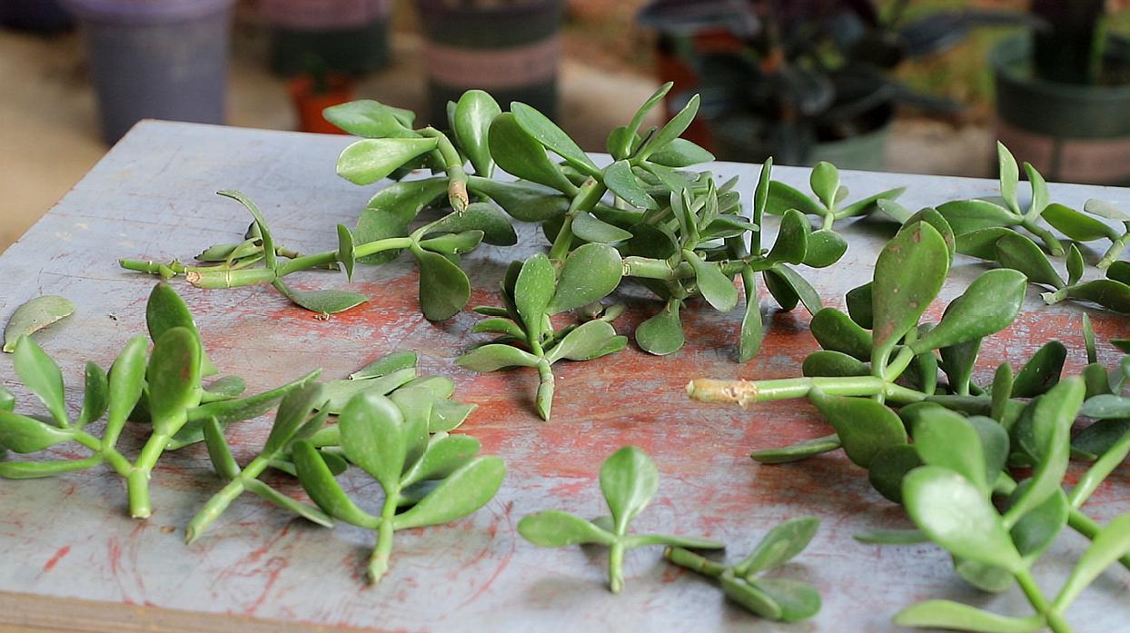 吊兰|这3种花该“剃头”了,三月最适合的季节,这么做下月开花才好看