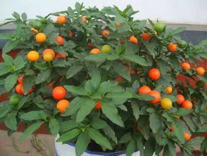 长寿花|4款艳美的花卉,花大色艳花期长,开花就爆盆,不易生病好养护