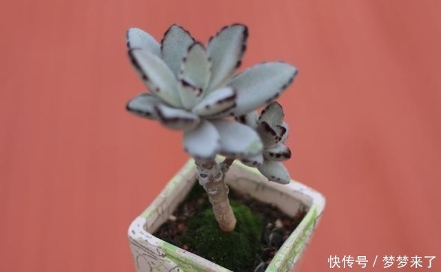 八年|一颗八年没换过盆的月兔耳