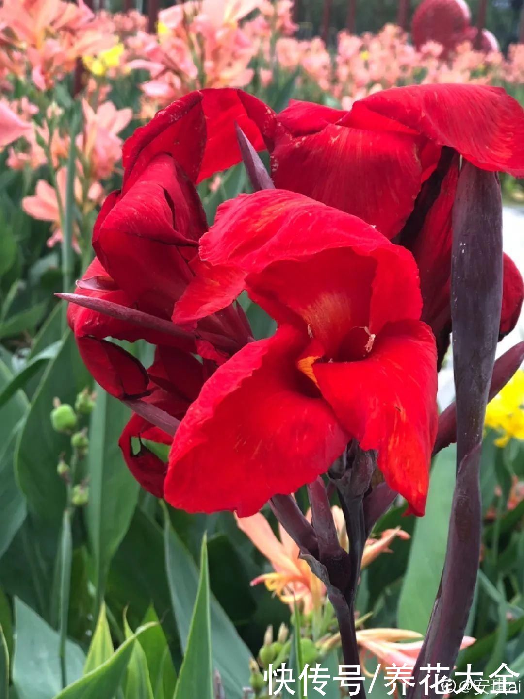 夏天|热不死的花，温度高也不休眠，超级适合夏天