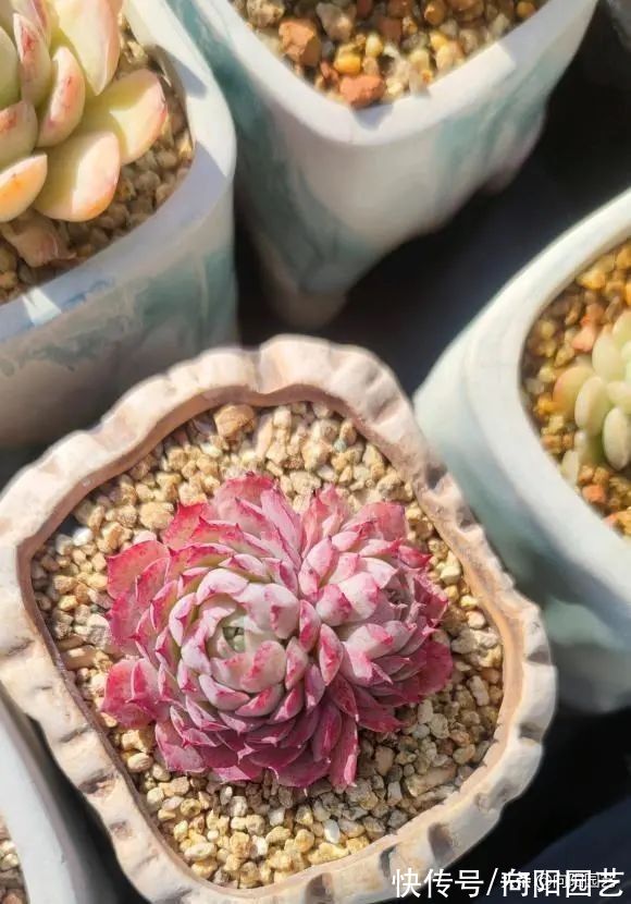 养多肉的4大“误区”,开春养多肉,最好不浇水,干土不烂根