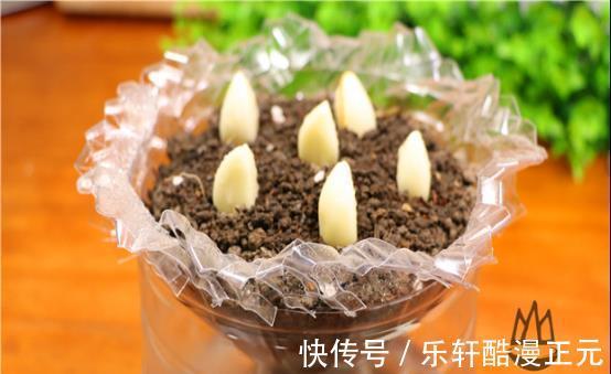 食用油|空油桶不要扔,剪成两半放阳台,美观又实用,隔壁邻居见了都夸妙