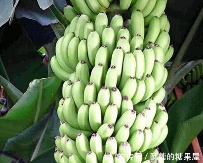 被李时珍称呼为“天然安眠药”,睡前吃一点,睡得比猪还香