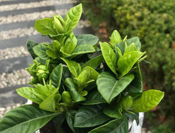 长寿的花苞迟迟不开用它喷两次,很快就能鼓起来!