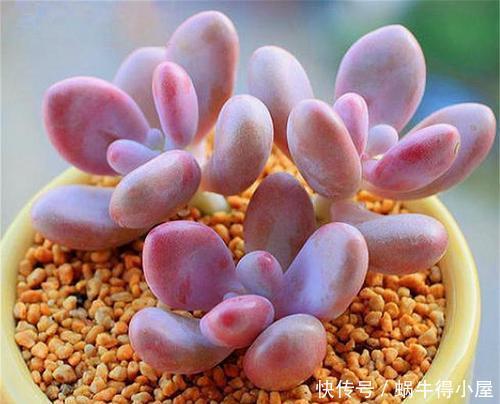 公认“性价比高”的多肉,口碑好养护省心,值得拥有!