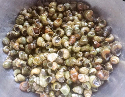 做爆炒田螺，别直接炒，先这么做，田螺洗得更干净，肉一吸就出来