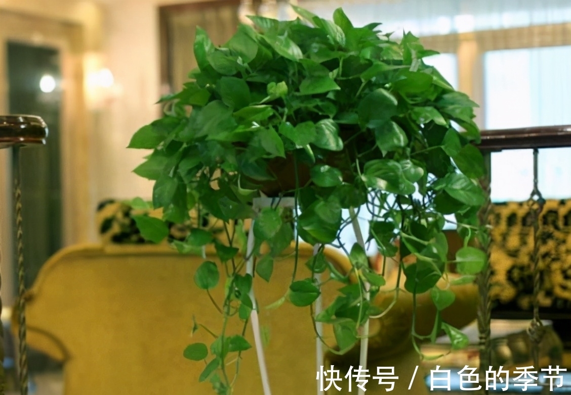 绿萝，文竹长不旺，那就给它来点“糖”，枝条嗖嗖长，叶子绿油油