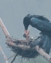 搞笑|搞笑GIF:2、不小心把小姐姐辫子揪掉了,这样还有救么?