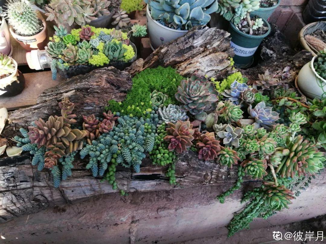 老桩|山上捡个大树桩,火烤一遍种多肉,3天服盆1年变老桩!