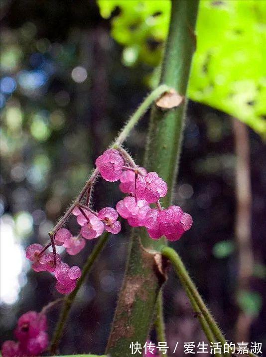 金皮树|认识植物界的“六大毒树”,看到“绕道走”,涨知识不吃亏