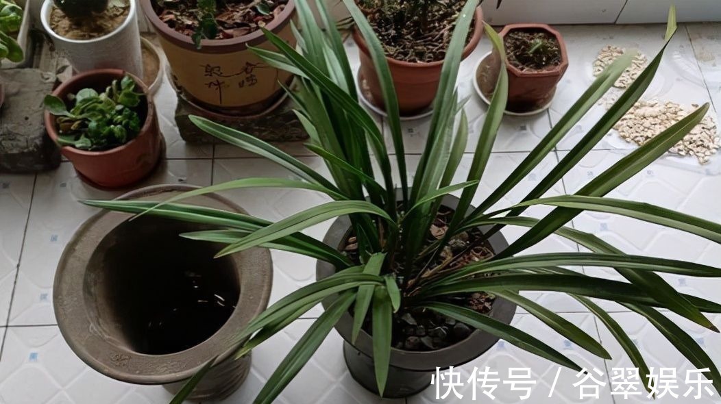 植料|给兰花换盆,注意5个“要点”,保证兰花根系壮,后期长势旺