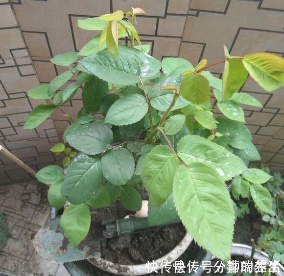 花卉|鱼肠养花,4个方法除臭效果好,花卉长得旺,开花多!