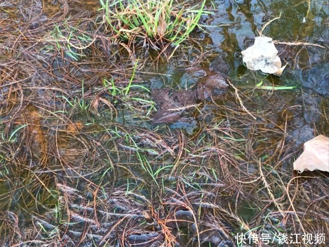 了不起！杭州发现3亿年前活化石！规模之大，全国罕见